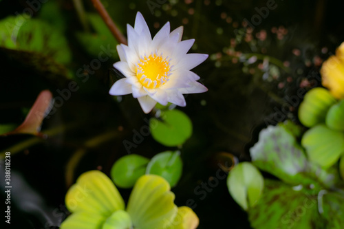 Beautiful White Lotus Flower with green leaf in pond
