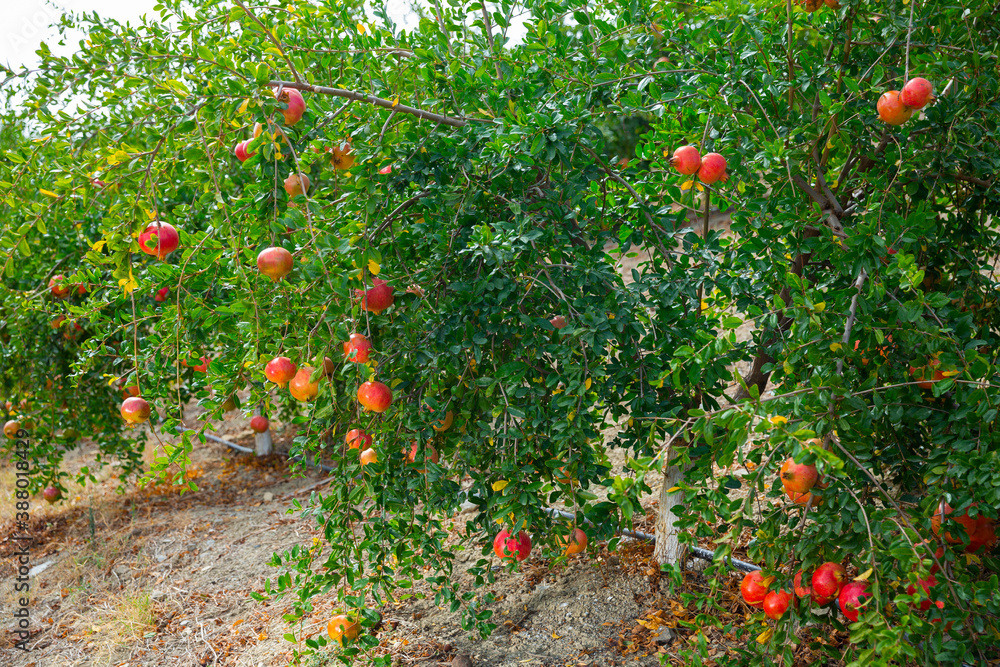 Ripe pomegranates on trees at fruit plantation on day