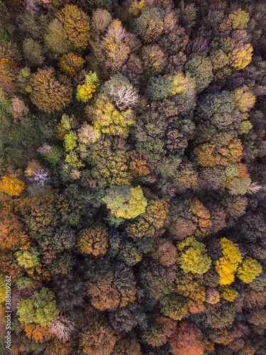 Autumn fall trees from above. © Nigel Matthews