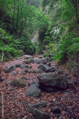 Los Tilos gorges, with some stones and dry leaves with green laurisilva vegetation background, La Palma, Canary islands, Spain