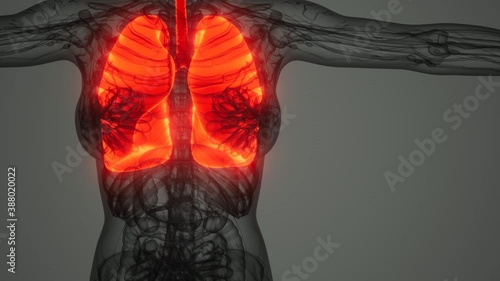 science anatomy scan of human lungs photo