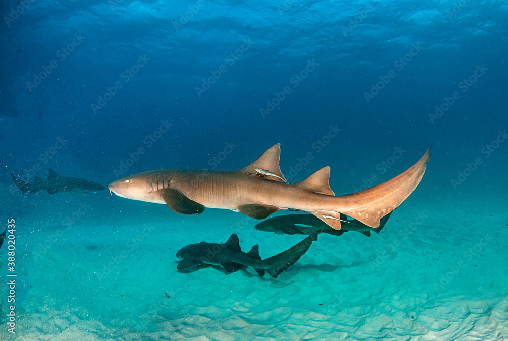 Fototapeta premium Nurse shark at the Bahamas