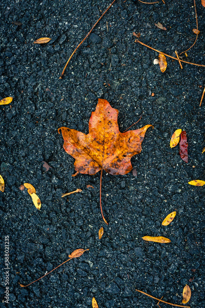Autumn Foliage in Princeton New Jersey