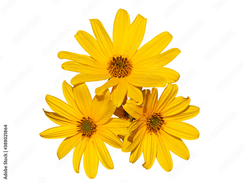 Decorative floral element with Yellow flower of Jerusalem artichoke
