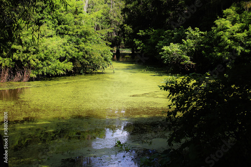 A tourist travels through a lush  green  Louisiana swamp on a blistering hot and sunny summer day  surrounded by nature.