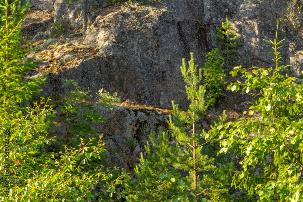 beautiful landscape with natural green plants and trees, rocks, mountain  in Karelia, Russia