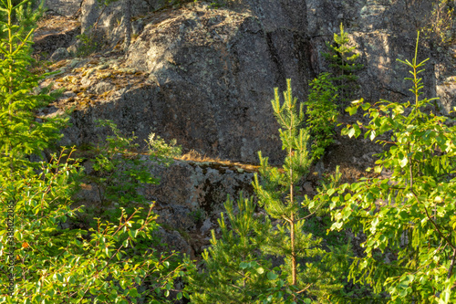 beautiful landscape with natural green plants and trees, rocks, mountain in Karelia, Russia