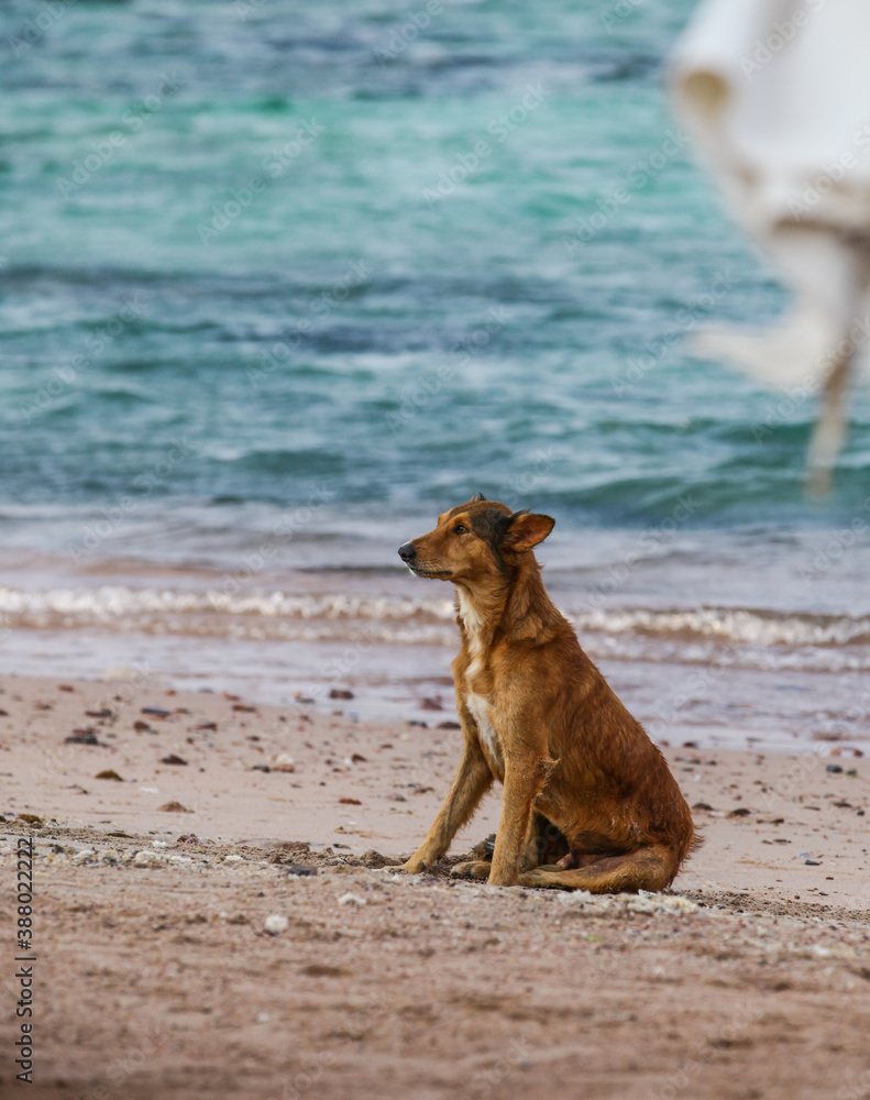 Dog by the beach Dog by the beach