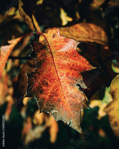red maple leaf