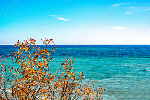 A tree with yellowed leaves against the blue sea. Autumn.