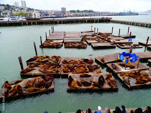 Sea lions on Pier 39, one of the specificities of San Francisco photo