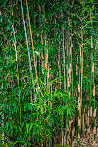 big green dense bamboo forest