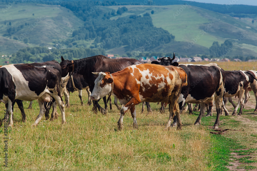 A herd of cows grazing in the meadow