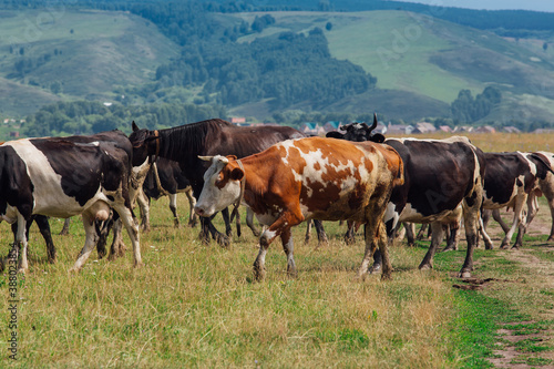 Fototapeta Naklejka Na Ścianę i Meble -  A herd of cows grazing in the meadow