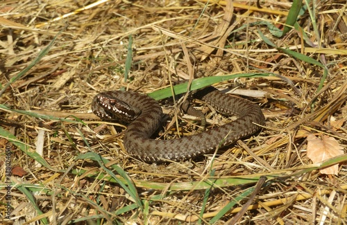 Brown steppe viper on the grass, europe