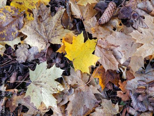 a yellow maple leaf lies among the fallen autumn leaves