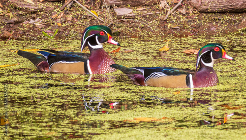 Canvas Print Two male wood ducks swimming