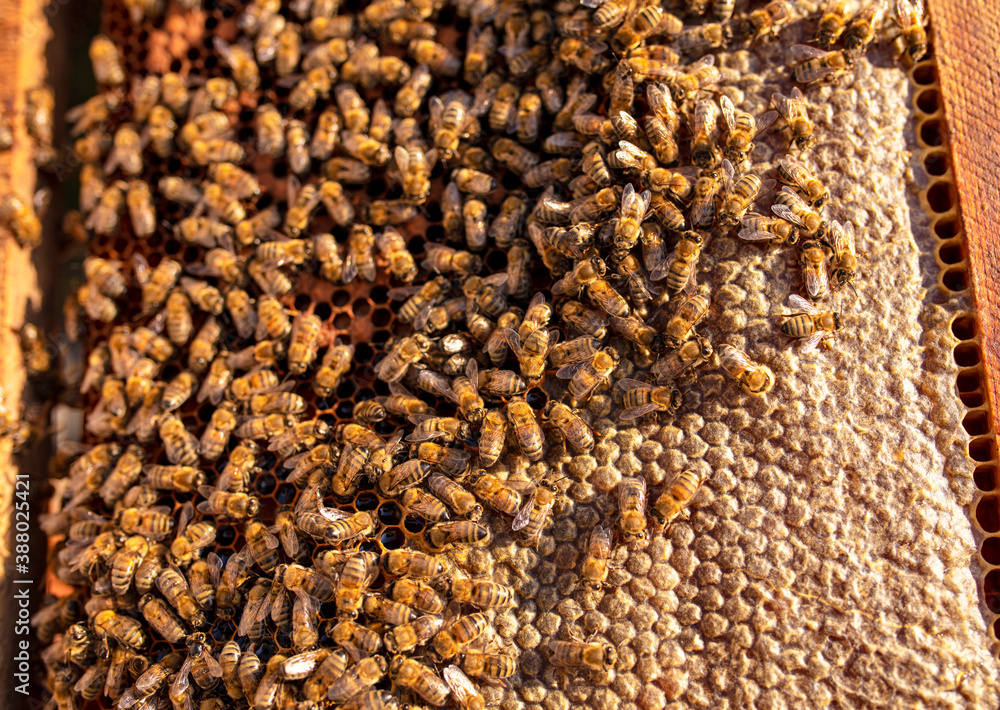 Bees are working on the honeycomb. Bees are working on the honeycomb.