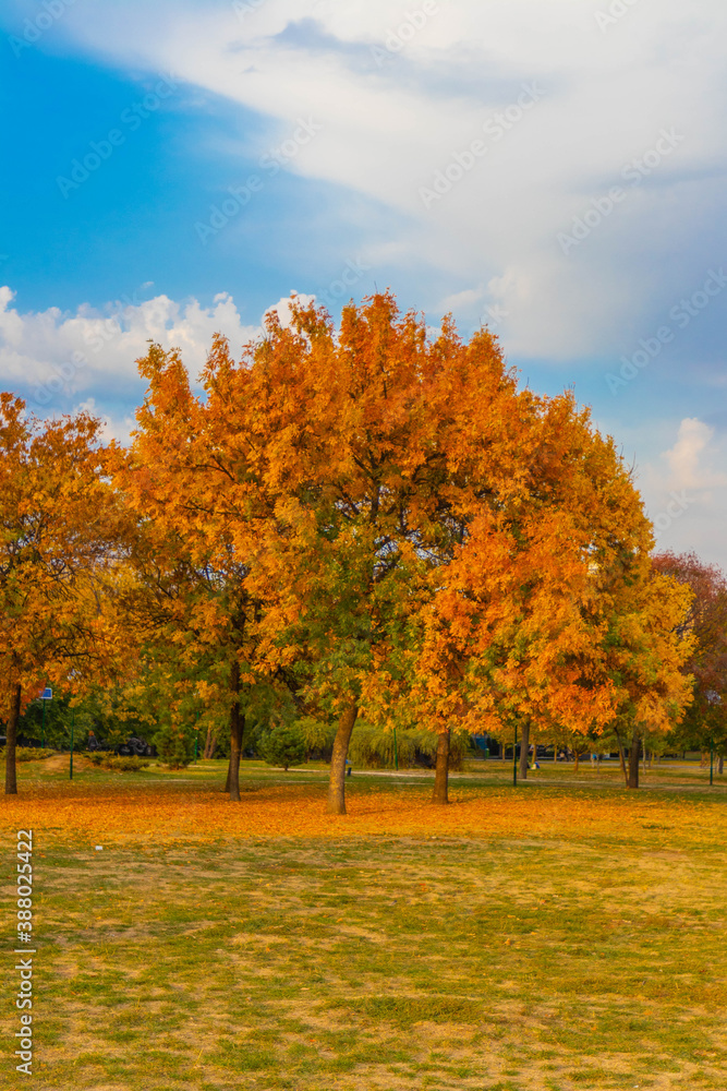 Fototapeta premium Autumn park trees in Bucharest, Romania 