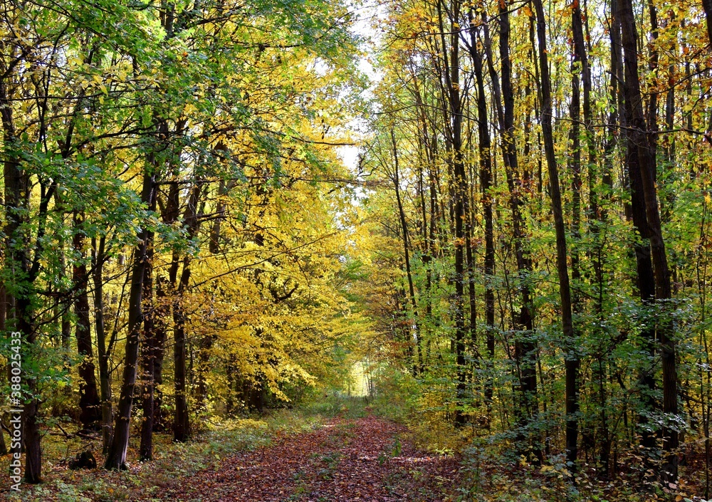 Obraz premium Weg Wald