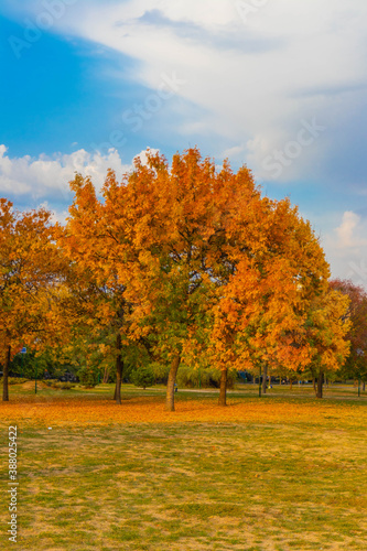 Autumn park trees in Bucharest  Romania 