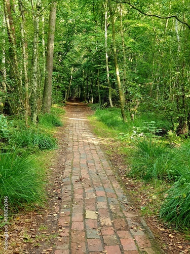 Weg Wald Pflaster