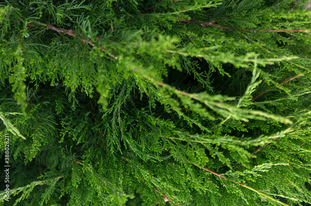 Coniferous green Christmas close up background. Coniferous green Christmas close up background.