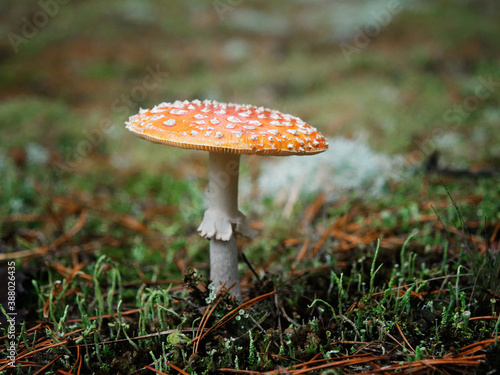 Photography Amanita muscaria a
