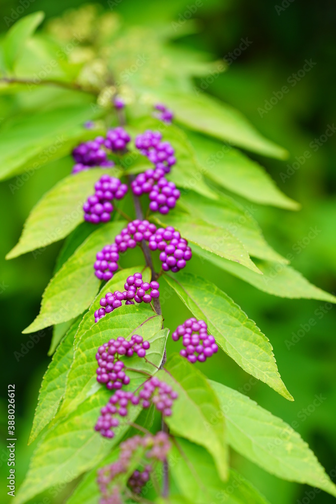 Purple berries of the Beautyberry plant (Callicarpa) in the fall Purple berries of the Beautyberry plant (Callicarpa) in the fall