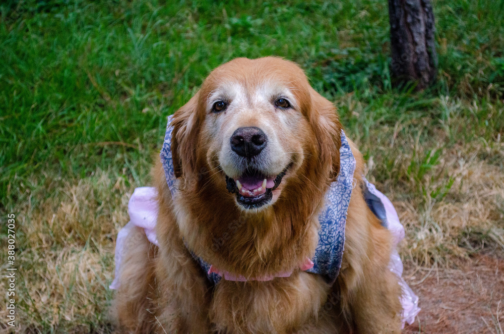 golden retriever dog