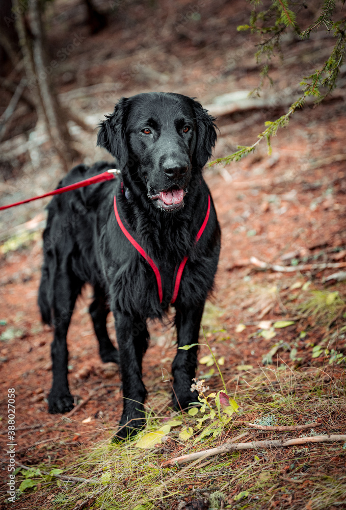 portrait of a handsome flat coated retriever