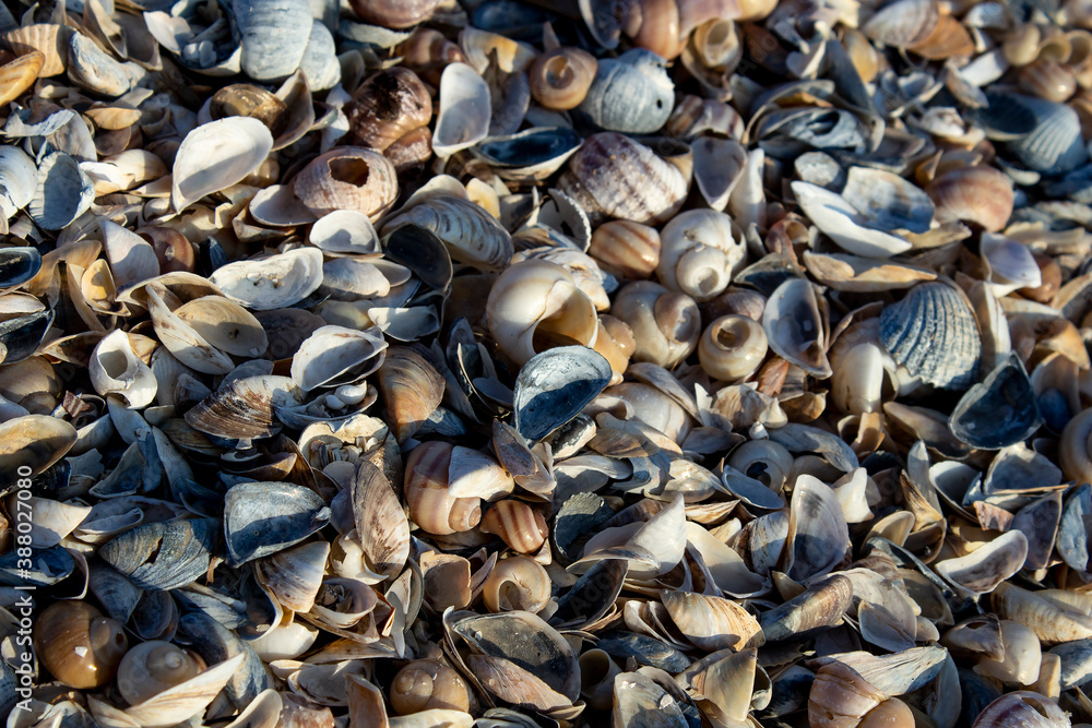 different seashells background on the beach at summer