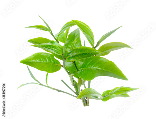 green tea leaf isolated on white background.