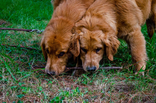 Couple of Golden retriever playing