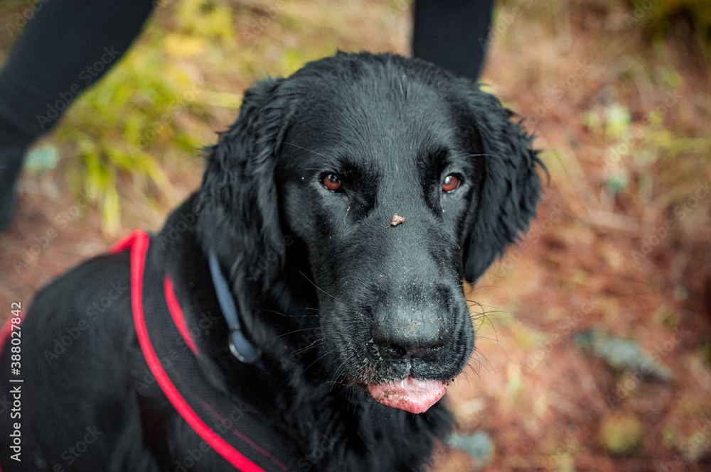portrait of a handsome flat coated retriever