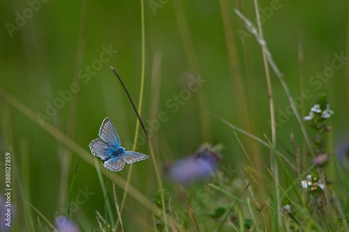 common blue butterfly flying in a meadow 