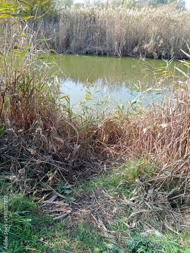 grass and water