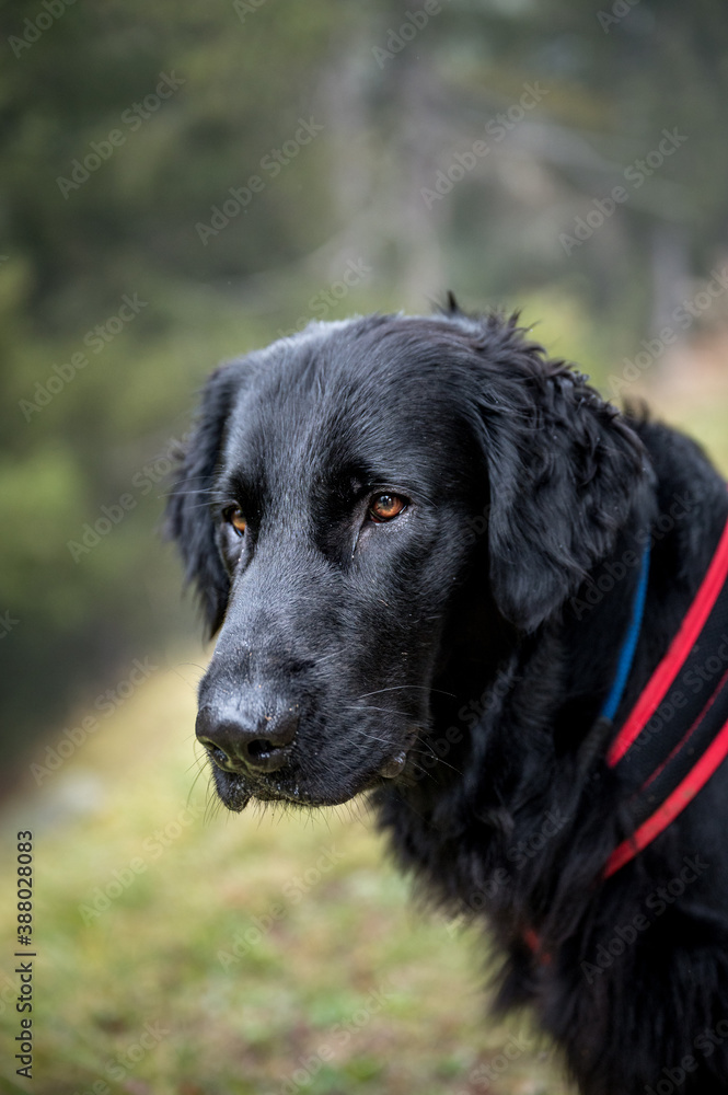 portrait of a handsome flat coated retriever portrait of a handsome flat coated retriever