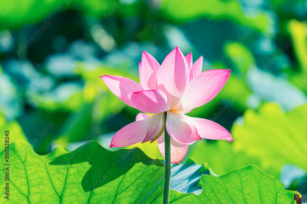 lotus flower blooming in summer pond with green leaves as background lotus flower blooming in summer pond with green leaves as background