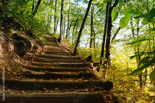 Hiking trail in the forest. Steps among the trees leading to the mountain. Sochi  Russia