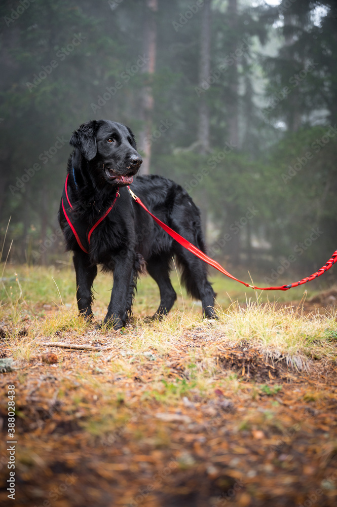 handsome flat coated retriever in the misty forest