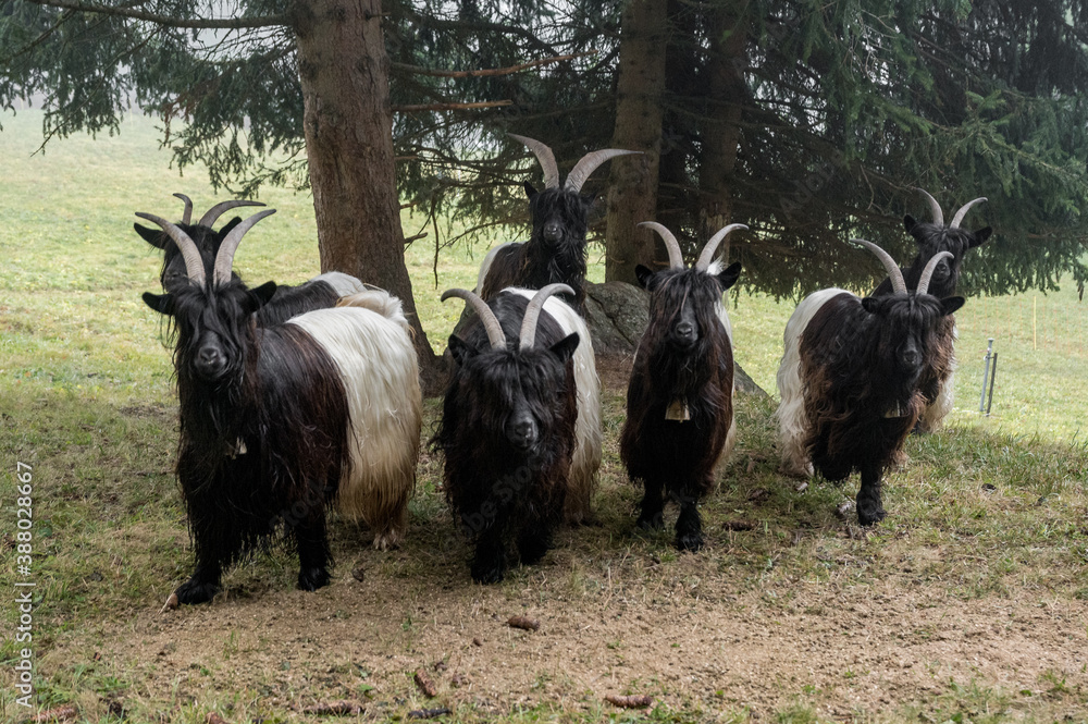 Fototapeta premium Valais Blackneck goats