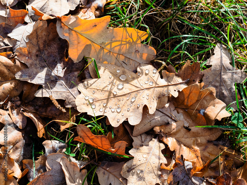 top view of fallen oak leaf with rain drops lit by sun on lawn after rain on sunny autumn day
