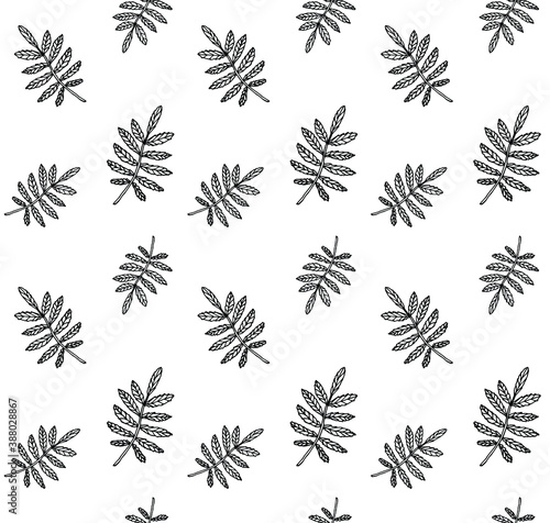 Vector seamless pattern of hand drawn doodle sketch rowan leaf isolated on white background © Sweta