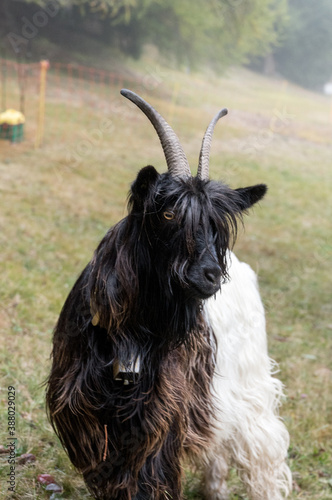 Valais Blackneck goat on a misty autumn day photo