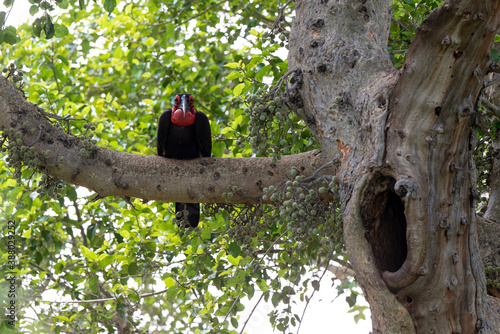 Bucorve du Sud, Grand calao terrestre, Nid, Bucorvus leadbeateri, Southern Ground Hornbill photo