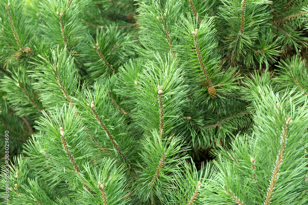 Macro background of Christmas green tree branches. Macro background of Christmas green tree branches.