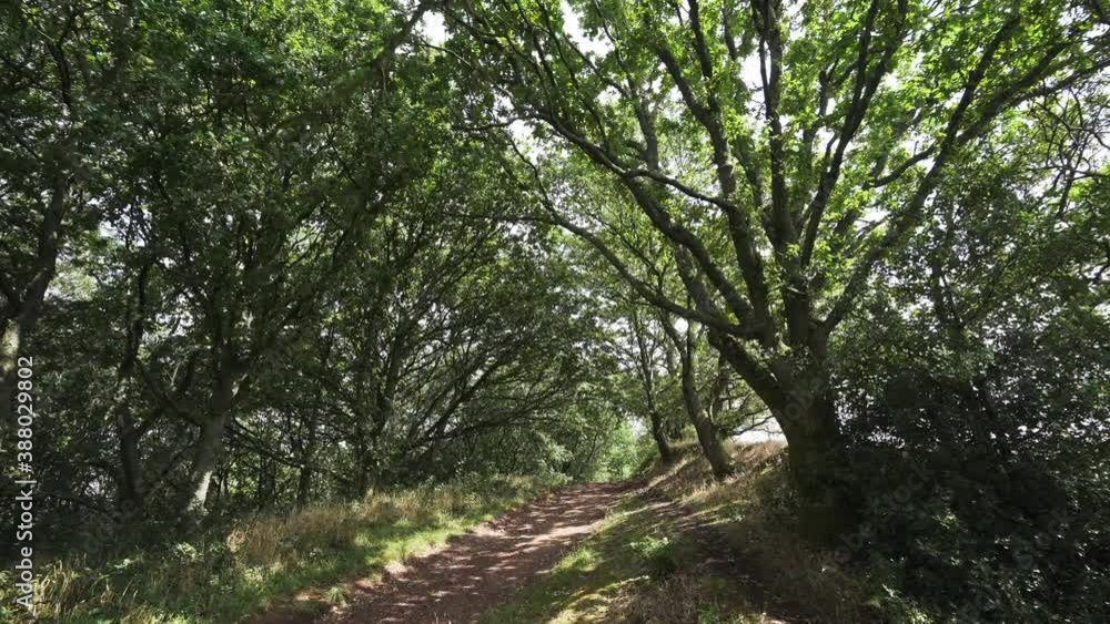 Walking a woodland path in the UK Walking a woodland path in the UK