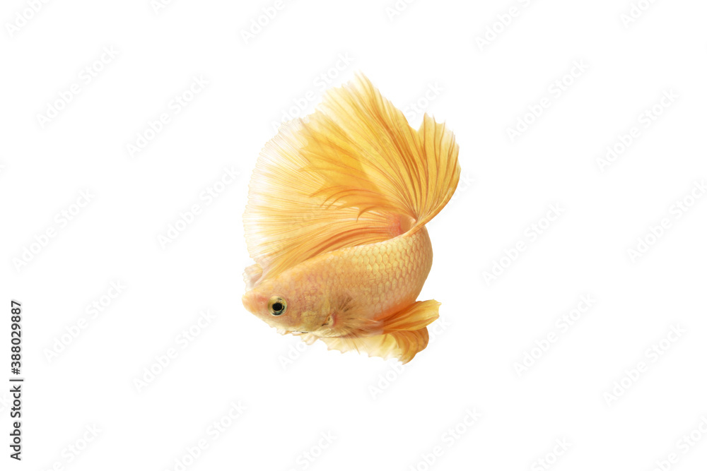 Close up Siamese fighting fish betta splendens (Halfmoon gold dragon betta ) isolated on white background. long fins and tail. action fish splendens. Close up Siamese fighting fish betta splendens (Halfmoon gold dragon betta ) isolated on white background. long fins and tail. action fish splendens.