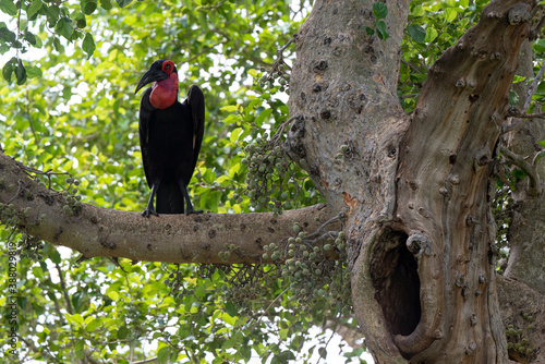 Bucorve du Sud, Grand calao terrestre, Nid, Bucorvus leadbeateri, Southern Ground Hornbill photo